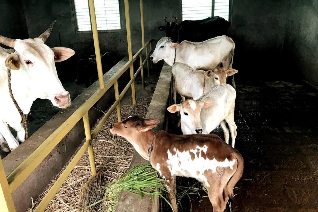 Villa Mars Jungle Adventure Stud Farm With Private Jacuzzi Narsinge Esterno foto