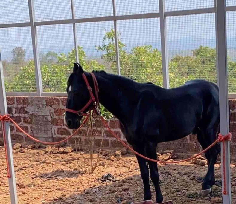 Villa Mars Jungle Adventure Stud Farm With Private Jacuzzi Narsinge Esterno foto