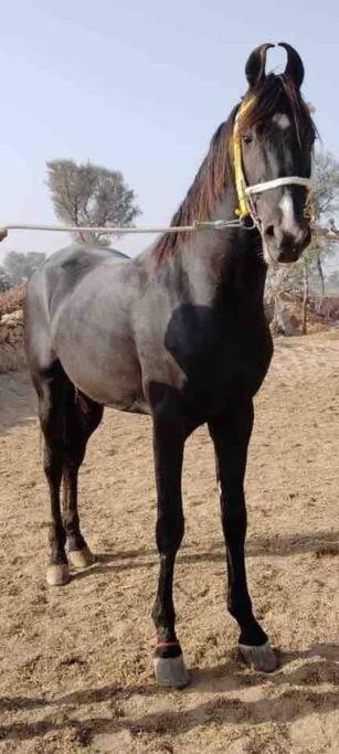 Villa Mars Jungle Adventure Stud Farm With Private Jacuzzi Narsinge Esterno foto
