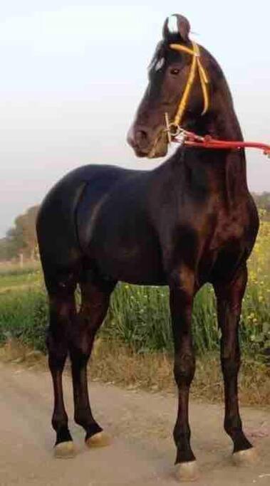 Villa Mars Jungle Adventure Stud Farm With Private Jacuzzi Narsinge Esterno foto